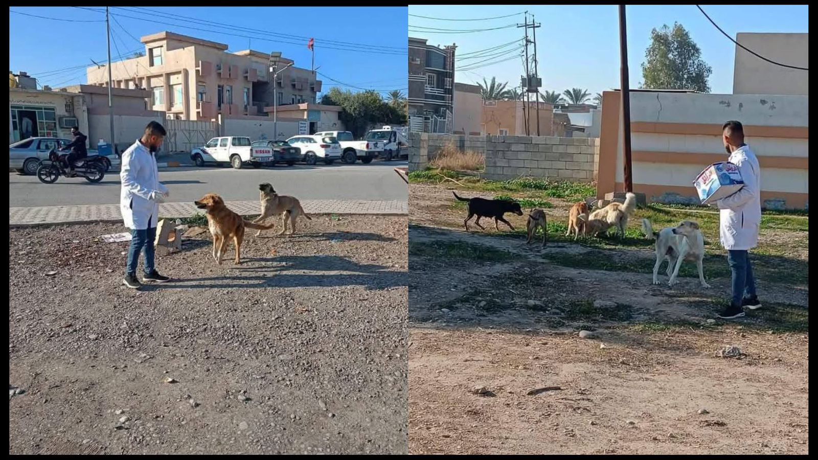 حملة لقتل الكلاب البريئة في عدد من المحافظات العراقية .