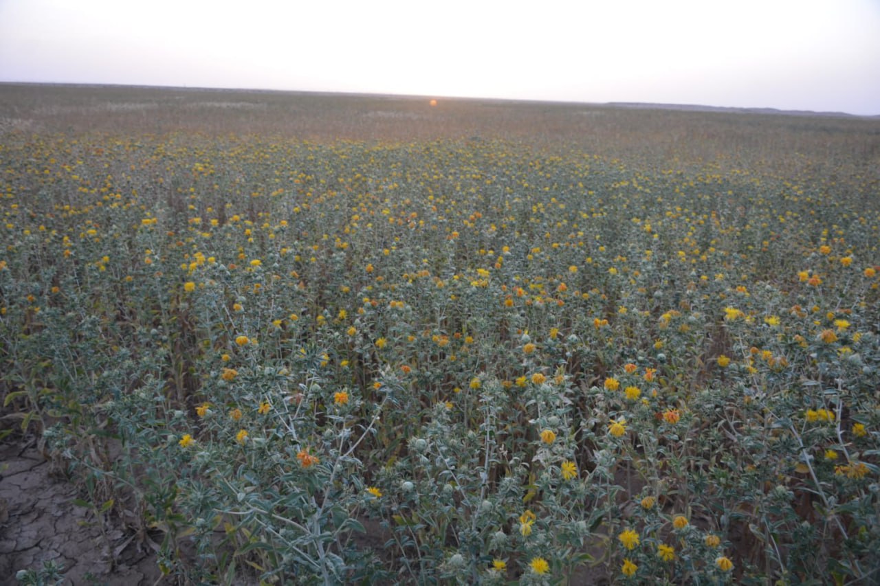 نجاح زراعة محصول العصفر لأول مرة بمساحة 80 دونم والجمعيات الفلاحية تدعو إلى إيجاد منافذ تصنيعية