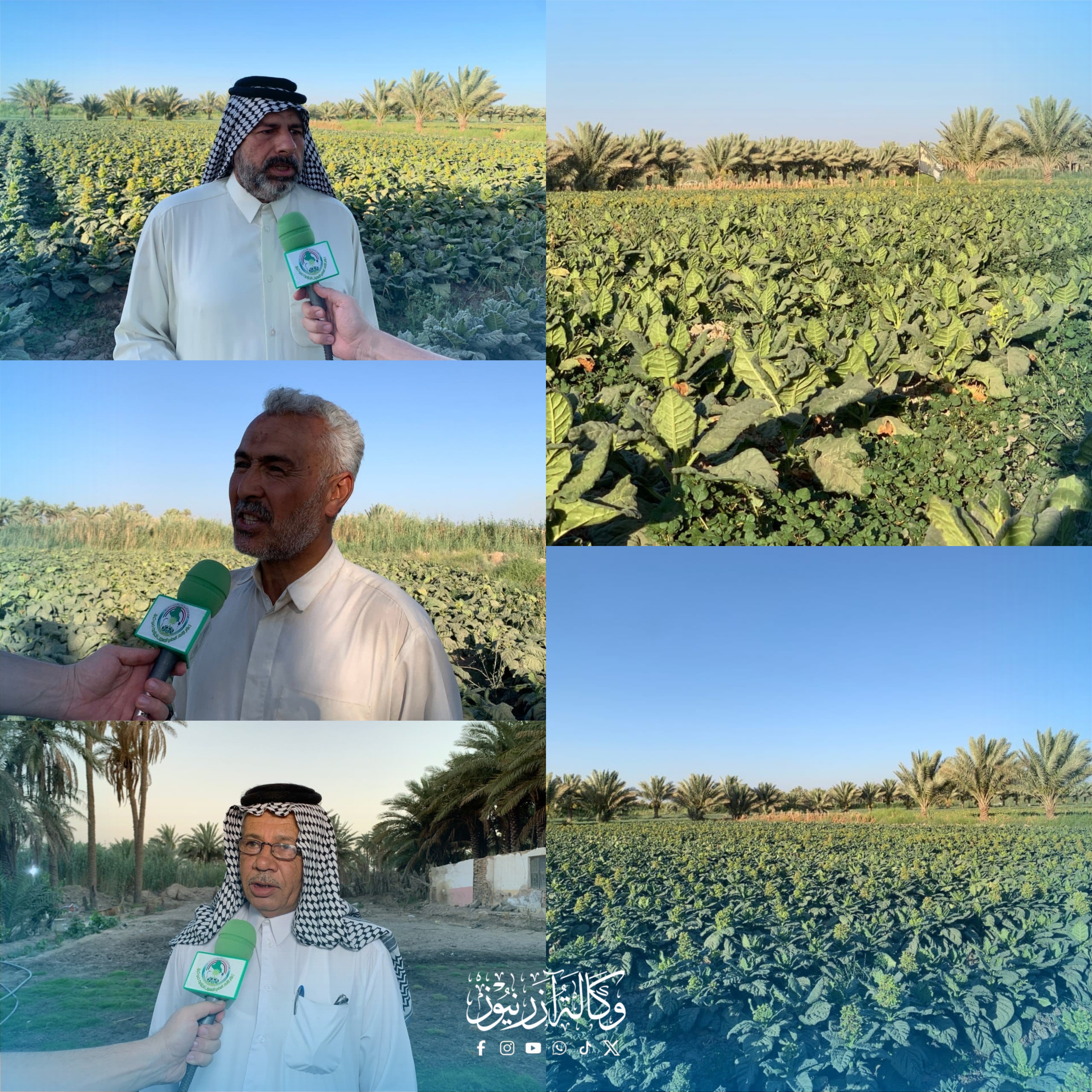 قضاء الجدول الغربي ينفرد بزراعة (التنباك) في كربلاء ... والجمعيات الفلاحية تطالب بالدعم وإعادة تشغيل معامل إنتاج التبغ